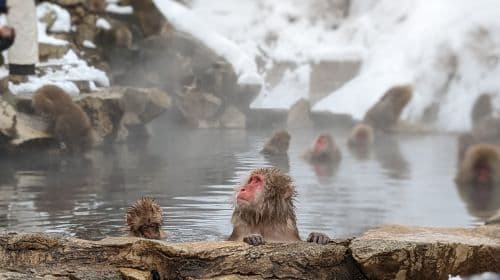 Jednodniowa wycieczka z Tokio do parku małp śnieżnych z lunchem sukiyaki (przewodnik anglojęzyczny) Wycieczki jednodniowe
