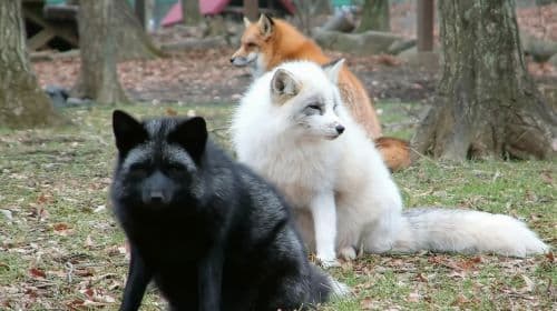 Tour di 1 giorno al Zaō Fox Village + Ginzan Onsen a Miyagi
