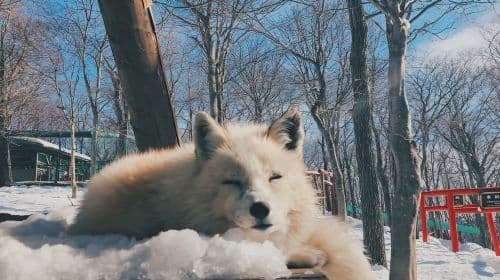 Tour di 1 giorno al Zaō Fox Village + Ginzan Onsen a Miyagi