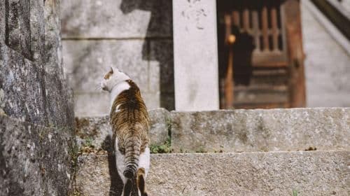Tour di 1 giorno: Templi di Onomichi e degustazione di sake a Saijo