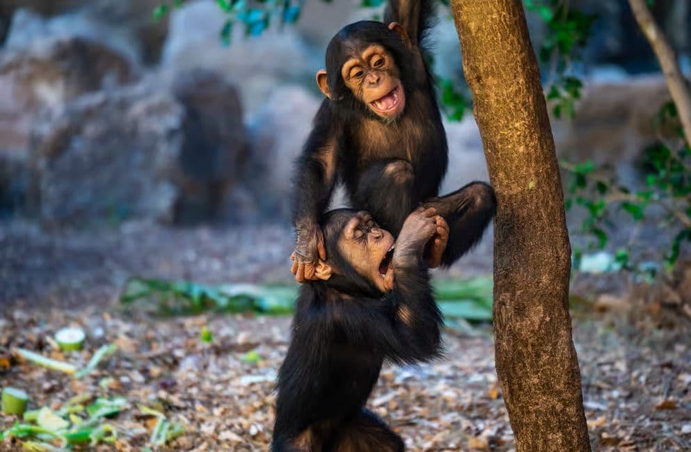 Loro Parque and Siam Park Combined Admission