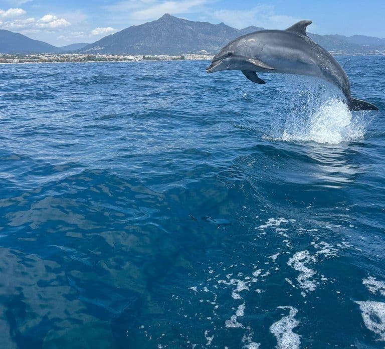 Marbella: Vela e Observação de Golfinhos com Petiscos e Bebidas