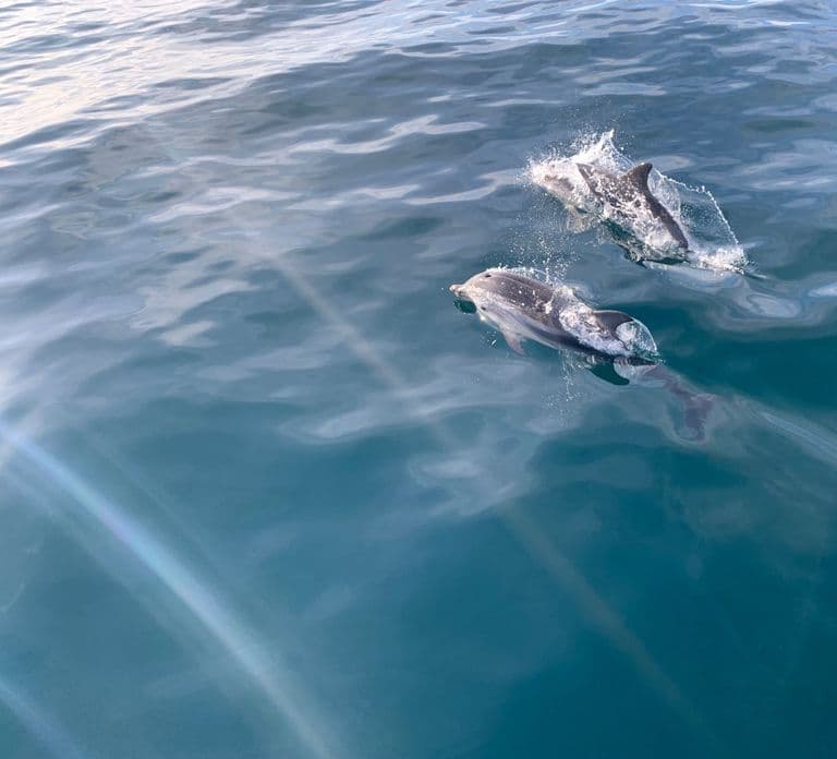 Marbella: Vela e Observação de Golfinhos com Petiscos e Bebidas