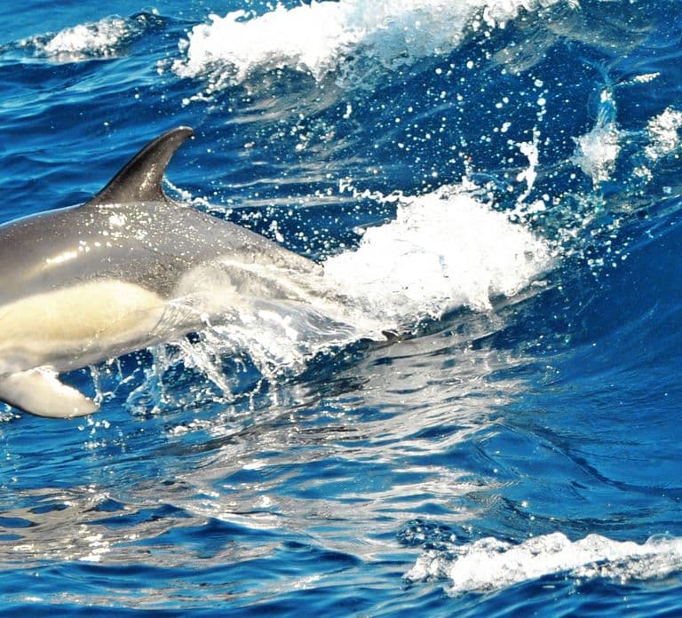 Morro Jable: Dolphin & Whale Watching Cruise, Drinks & Swim