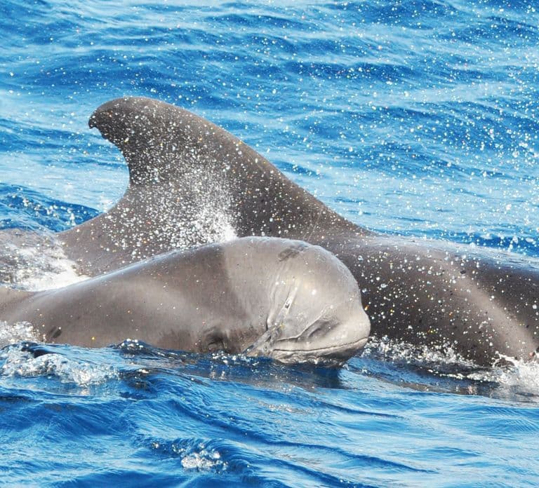 Morro Jable: Dolphin & Whale Watching Cruise, Drinks & Swim
