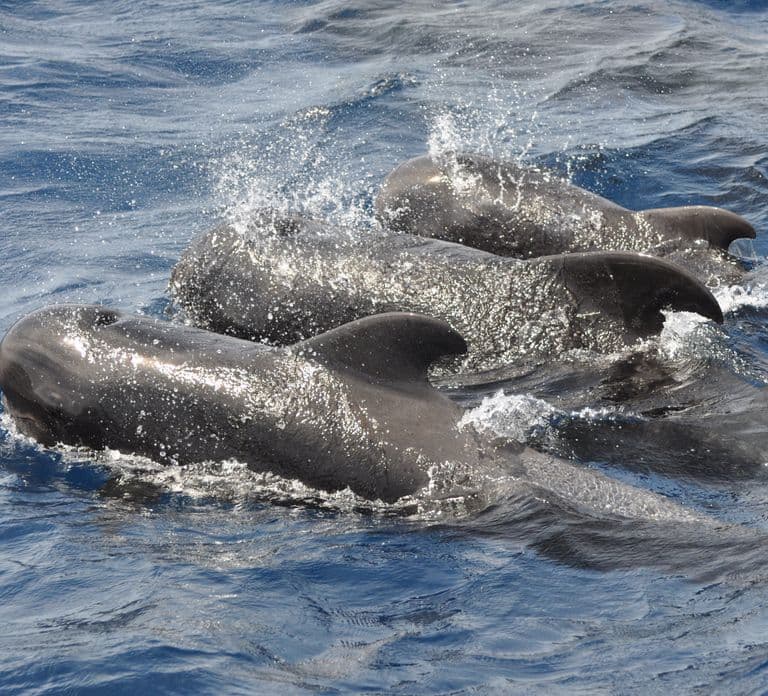 Morro Jable: Dolphin & Whale Watching Cruise, Drinks & Swim