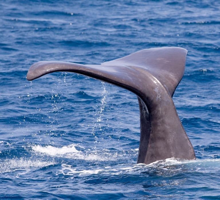Tarifa: Avvistamento di balene e delfini nello Stretto di Gibilterra