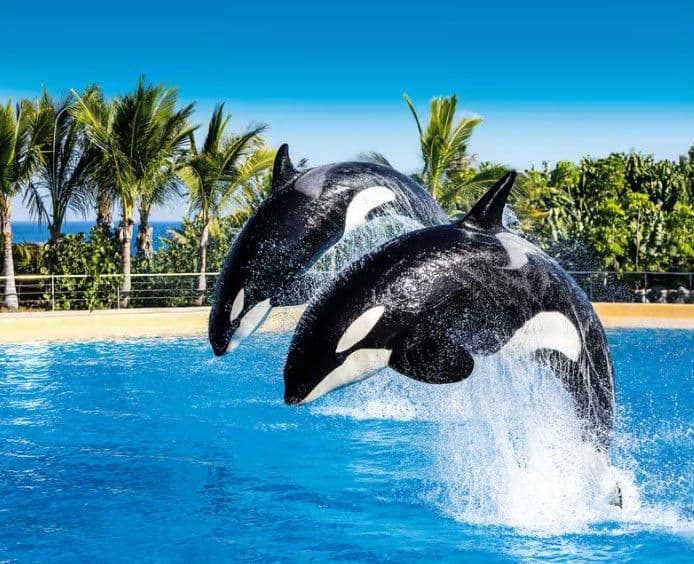 Tenerife: Ingresso para o Loro Parque