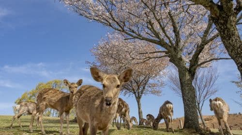 Nara Park + Arashiyama + Kinkaku-ji + Fushimi Inari Taisha one-day tour [includes meal] Day Tours