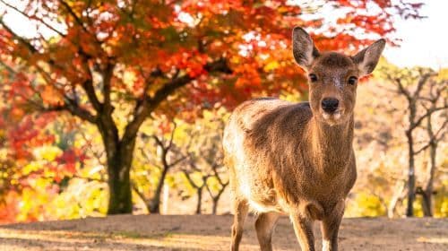 Nara Park + Kiyomizu-dera Temple + Ninenzaka and Sannenzaka + Fushimi Inari Taisha day tour [Private tour for 1 person] Day Tours