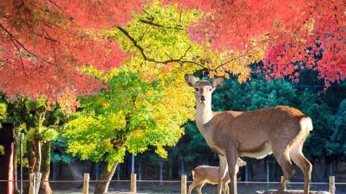 Nara Park + Kiyomizu-dera Temple + Ninenzaka and Sannenzaka + Fushimi Inari Taisha day tour [Private tour for 1 person] Day Tours
