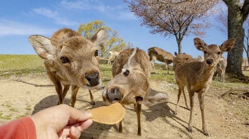 Excursion d'une journée à Nara Park + Temple Kiyomizu-dera + Ninenzaka et Sannenzaka + Fushimi Inari Taisha [Visite privée pour 1 personne] Excursions d'une journée