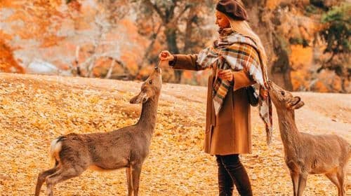 Nara Park + Kyoto Ancient Temples + Fushimi Inari Taisha 1-day tour in Japan, feed cute deer, visit historic temples Day Tours