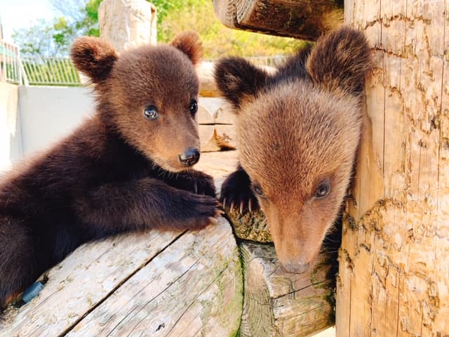 Showa Shinzan Bear Ranch Ticket | Hokkaido