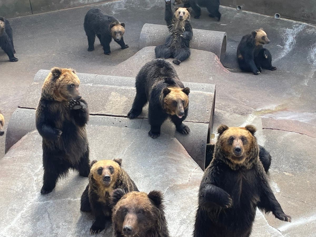 Showa Shinzan Bear Ranch Ticket | Hokkaido