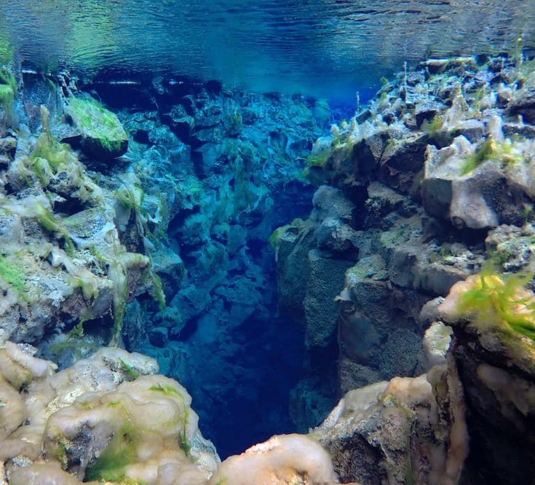 Thingvellir: Silfra Freedive Adevnture with a Guide