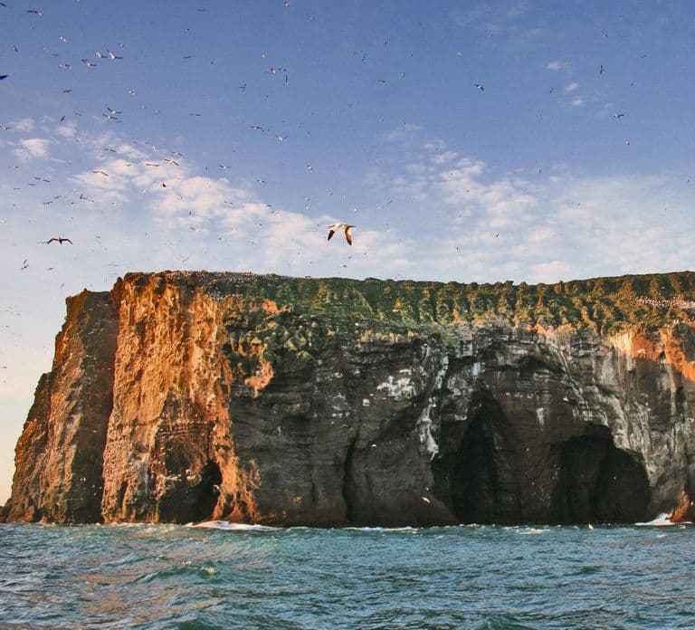 Vestmannaeyjar : excursion en bateau semi-rigide de 2 heures