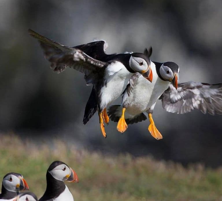 Vestmannaeyjar: Puffin, Island, and Volcano Boat Tour