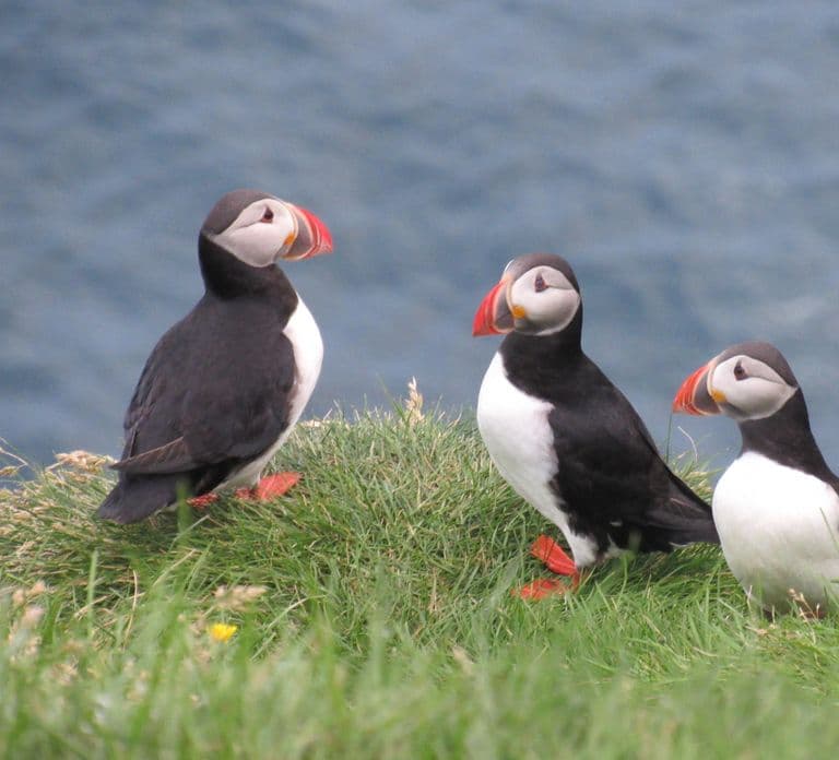 Vestmannaeyjar: Boots-Tour zu Papageientauchern, Inseln und Vulkanen