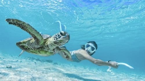 6 hours of diving and snorkeling experience in Miyako Island, Japan [[ADVENTURE PiPi Miyako Island] SUP/canoe & snorkeling experience]