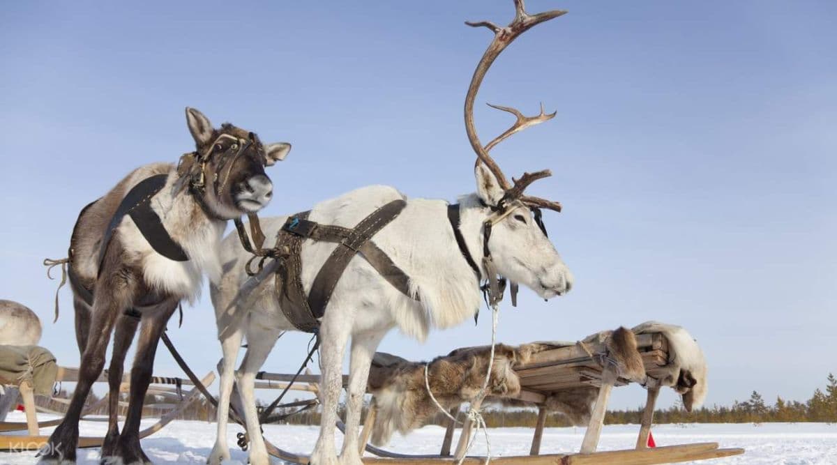 Sami Village Half Day Tour from Abisko or Björkliden