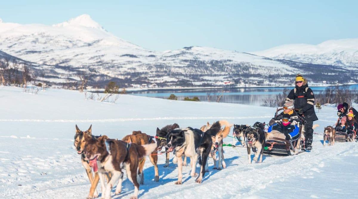 Traîneau à chiens Husky