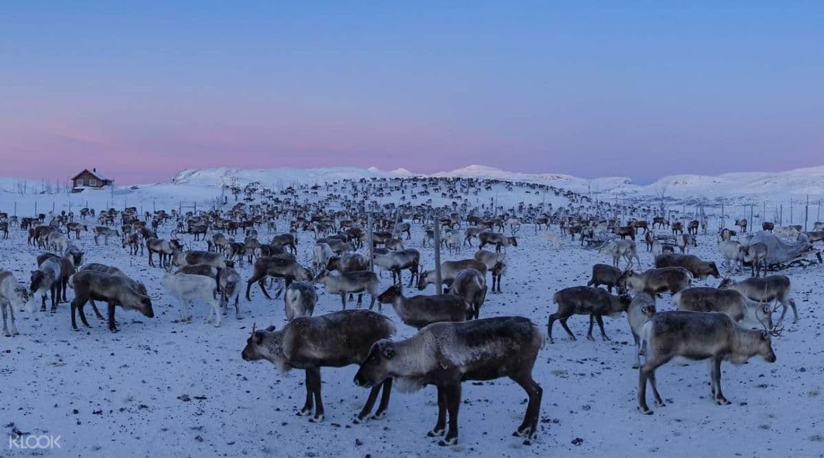 Narvik Fjäll and Fjord Day Tour from Abisko or Björkliden
