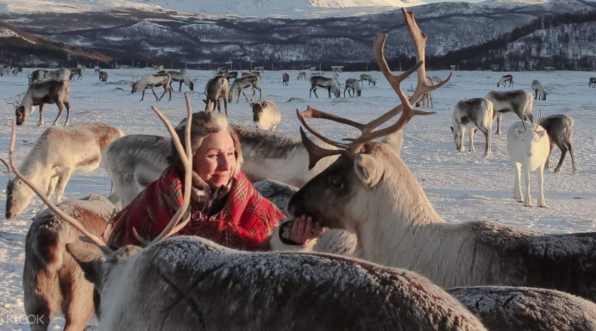 Sami Culture Experience with Reindeer Sledding