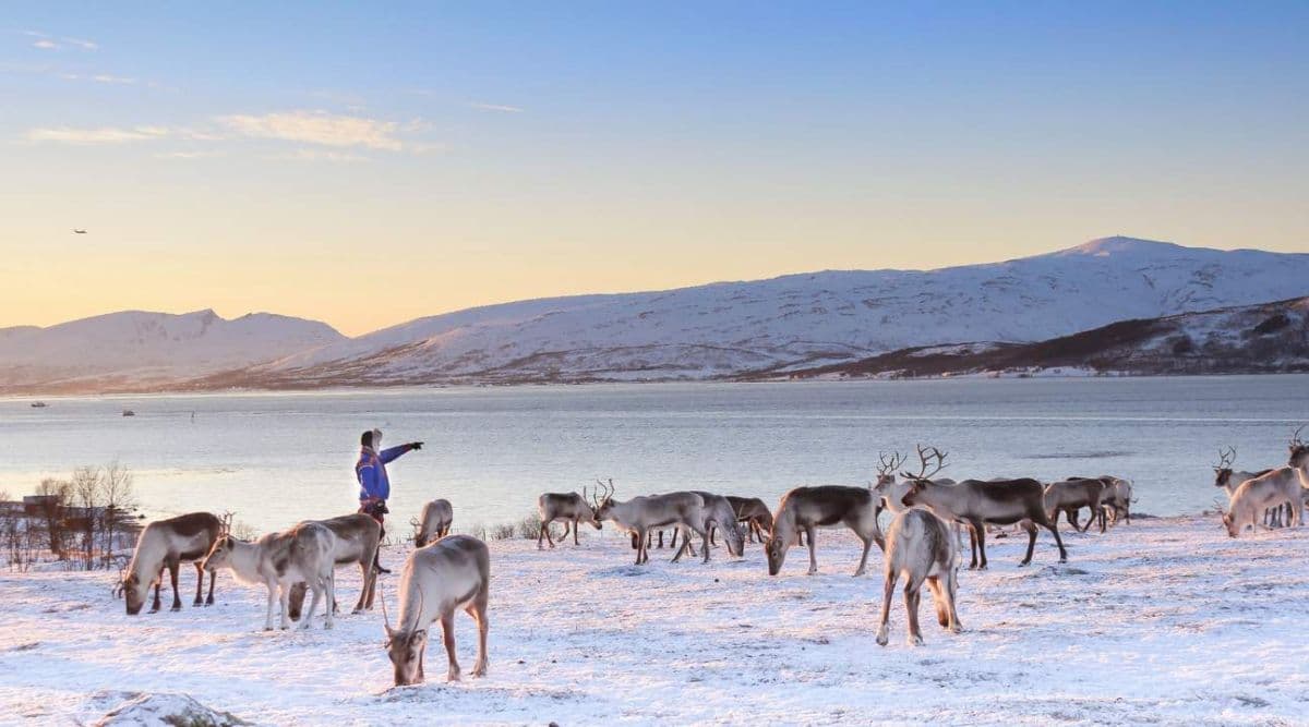 Sami-cultuurervaring met rendiersleeën