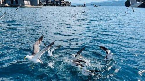 Excursión de 1 día a Amanohashidate Viewland + Ine Boat Houses, ida y vuelta desde Osaka, tiempo libre extendido en Ine