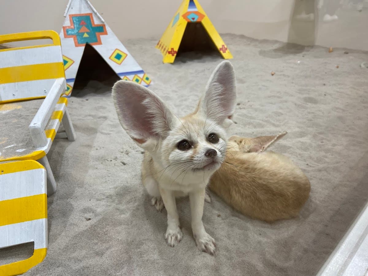 Animal Touch Minatomirai