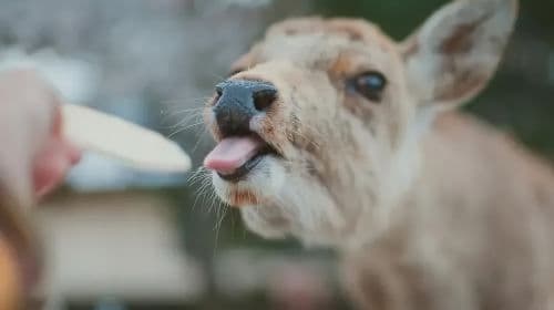 Arashiyama Kyoto, Sagano Scenic Railway + Nara Park + Fushimi Inari Taisha 1-day tour Day Tours