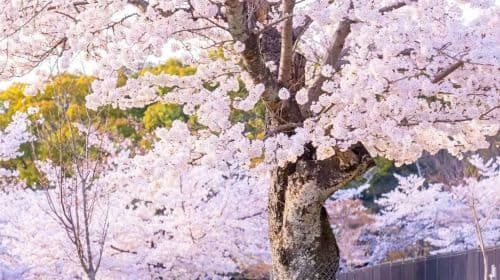 Arashiyama Kyoto, Sagano Scenic Railway + Nara Park + Fushimi Inari Taisha 1-day tour Day Tours