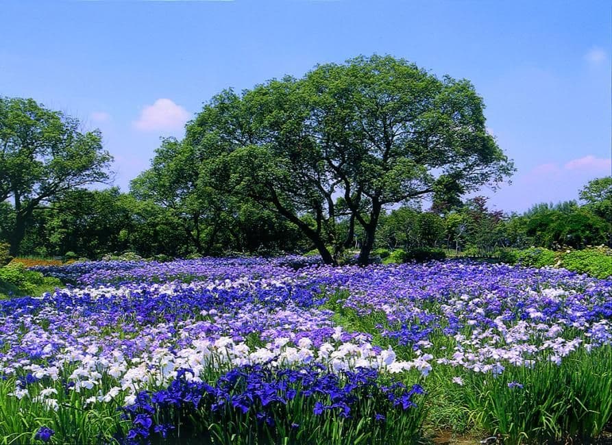 Ashikaga Flower Park - Garden of Illuminated Flowers Entry Ticket |Ashikaga, Tochigi