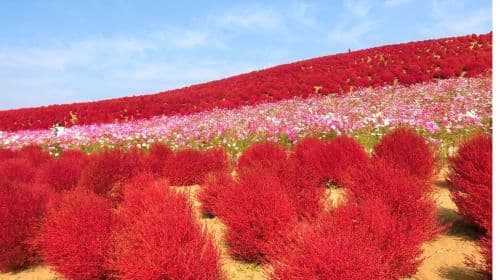Ashikaga Flower Park Light Show