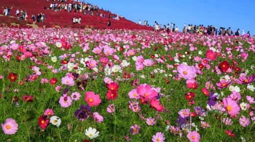 Ashikaga Flower Park Light Show