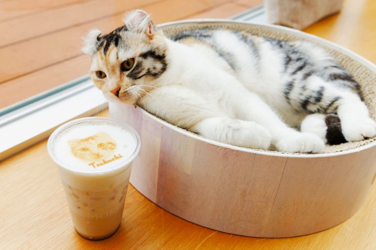 Cat Café MOFF CUTE CUBE Harajuku