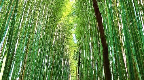 Tour completo por Kioto: explora 10 lugares imprescindibles y joyas ocultas