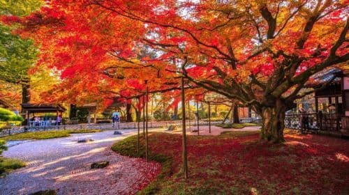 Day tour from Fukuoka: Raizansennyoji Taihioin + Yanagawa cruise + Dazaifu + Kamado Shrine Transport Passes