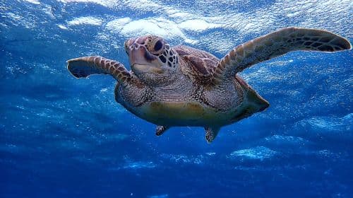 Departing from Naha, Kerama, Okinawa, Japan, 3 designated snorkeling spots. Experience/FUN diving| Chinese/English