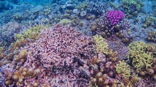 Departing from Naha, Kerama, Okinawa, Japan, 3 designated snorkeling spots. Experience/FUN diving| Chinese/English