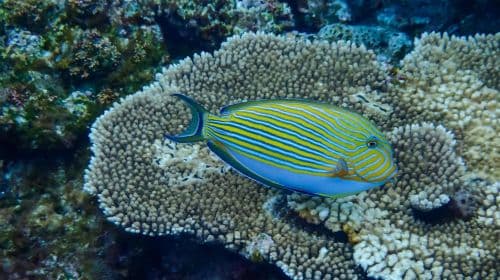 Departing from Naha, Kerama, Okinawa, Japan, 3 designated snorkeling spots. Experience/FUN diving| Chinese/English