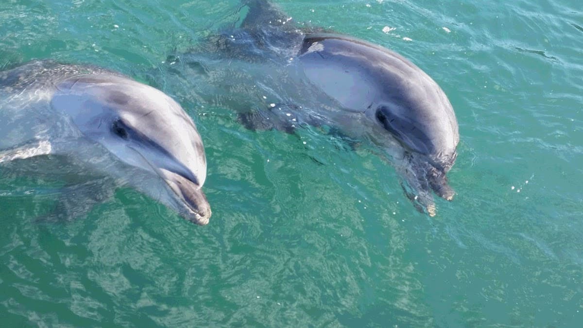 Dolphin Farm Shimanami Admission Ticket | Ehime