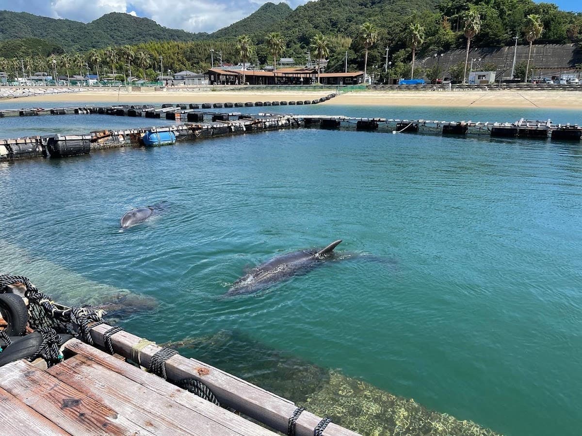 Dolphin Farm Shimanami Admission Ticket | Ehime