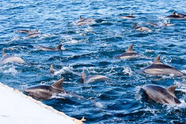 Dolphin Watching Reception Desk