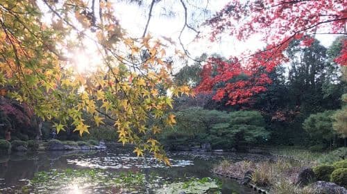 E-Bike Tours of the highlights of Kyoto!!! Day Tours