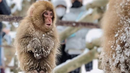 From Tokyo: Snow Monkey 1 Day Tour with Beef Sukiyaki Lunch Day Tours