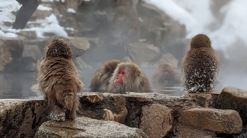 From Tokyo: Snow Monkey 1 Day Tour with Beef Sukiyaki Lunch Day Tours