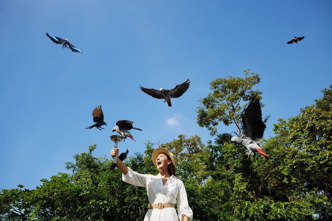 Bird Paradise