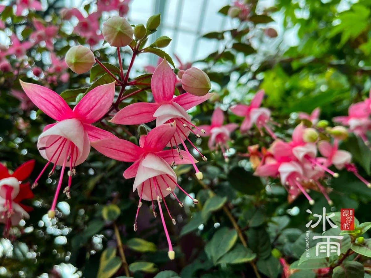 Gardens by the Bay Guided Tour - Supertrees, Flower Dome and Cloud Forest